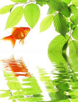 goldfish in nature with summer leaves and water reflection showing eco ecology or environment concept