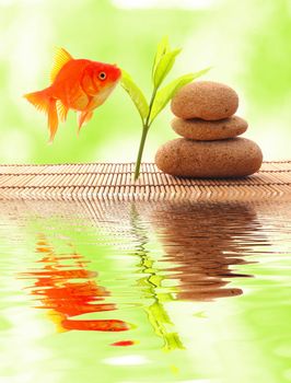 zen or spa concept with stones goldfish and water reflection
