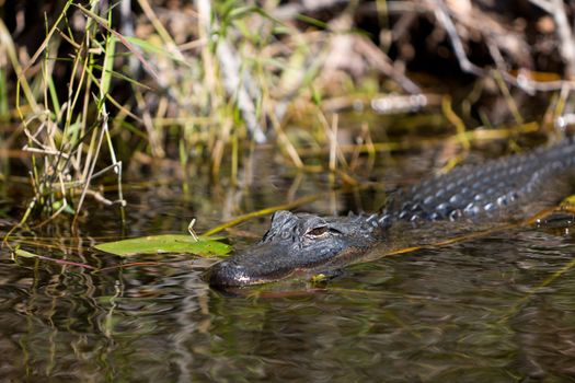 An Alligator swimming in the Everglades swamp in Florida