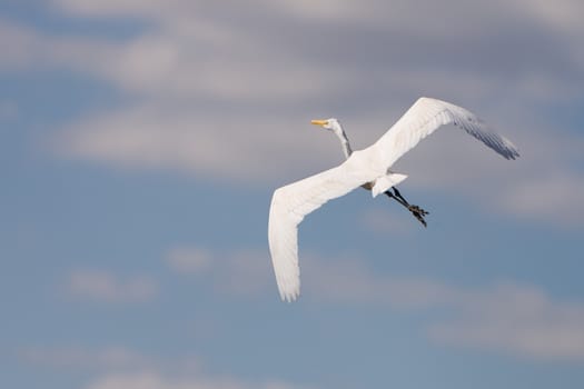 A white Great Egret in flight in the Everglades swamp in Florida