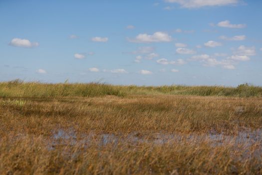 The freshwater prairies in the Everglades swamp in Florida