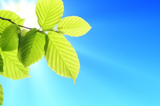 green leaf and blue sky with sun in summer