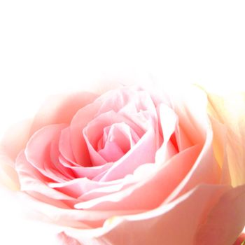 flowers of pink roses on white background