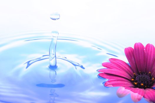 water drop and flower showing spa or zen concept