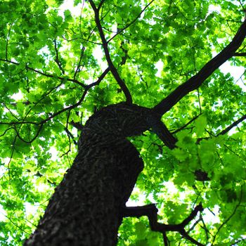 tree in summer forest with green leaves showing nature concept