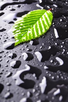 leaf and black background with rain water drops and copyspace