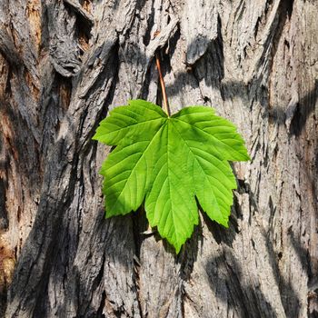 leaf wood and copyspace showing summer concept