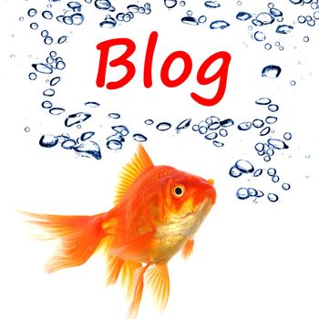 blog blogger or internet blogging concept with goldfish