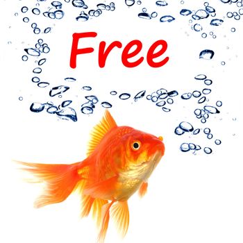 word free and goldfish showing sale or discount concept