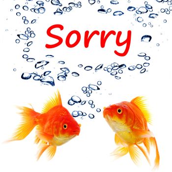 sorry concept with word and goldfish isolated on white background