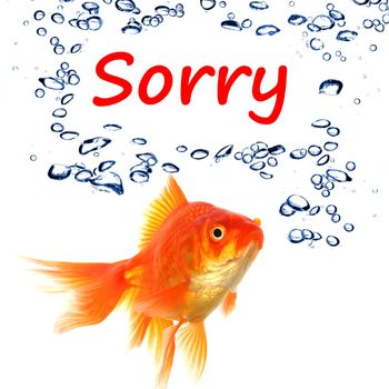 sorry concept with word and goldfish isolated on white background