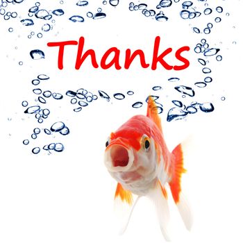 thanks or thank you concept with word and goldfish