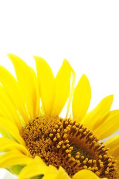 yellow sunflower isolated on white background showing summer concept