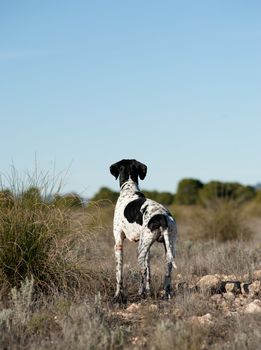Black and white pointer hunting dog in full alertness
