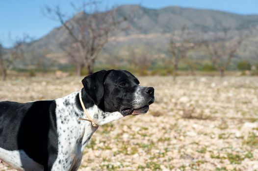 Black and white pointer hunting dog in full alertness