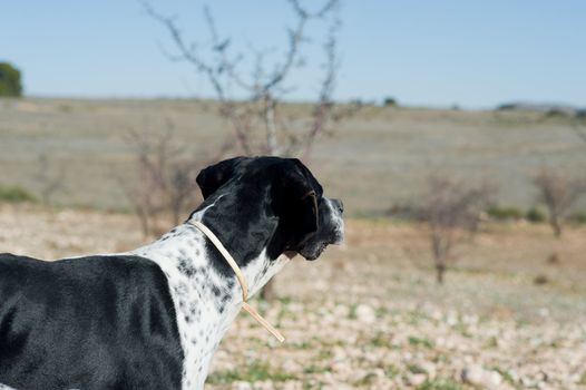 Black and white pointer hunting dog in full alertness