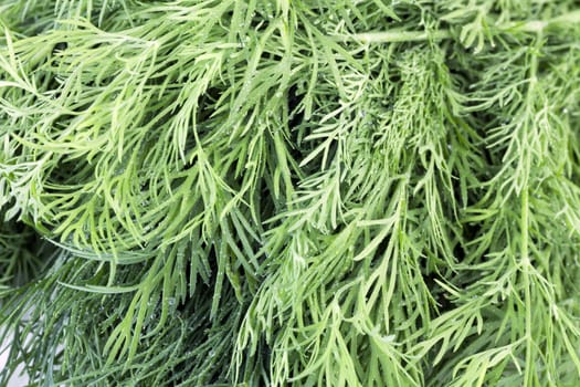 Close up of fresh dill covered in water drops.