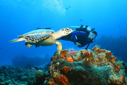 Scuba Diver swimming next to an endangered  Hawksbill Turtle (Eretmochelys imbricata) over a coral reef - Cozumel, Mexico