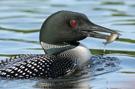 Common Loon (Gavia immer) surfacing on a lake with a fish in its beak