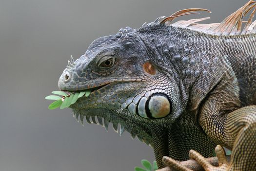 Black Iguana (Ctenosaura similis) feeding on leaves in Roatan, Honduras