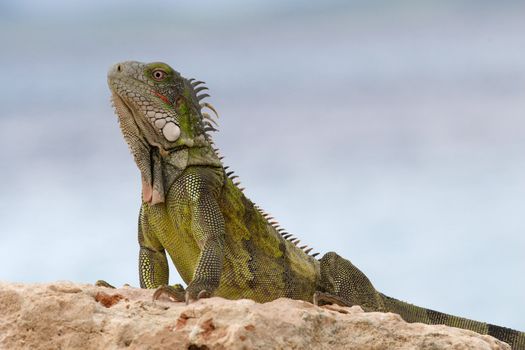 Green Iguana (Iguana iguana) basking on a rock - Bonaire, Netherlands Antilles