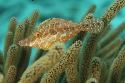 Slender Filefish (Monacanthus tuckeri) hiding in gorgonians - Bonaire, Netherlands Antilles