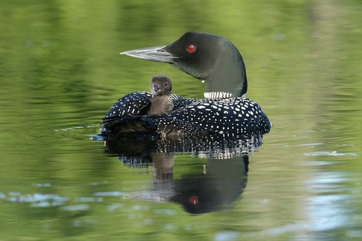 Baby Loon (Gavia immer) riding on parent's back on a lake in Haliburton Highlands, Ontario