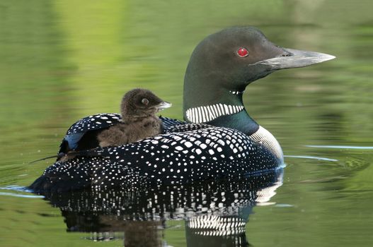 Baby Loon (Gavia immer) riding on mother’s back on a lake in Haliburton Highlands, Ontario