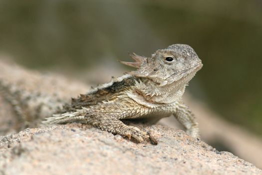 Desert Horned Lizard (Phrynosoma platyrhinos) sitting on a rock - Sonoran Desert, Arizona