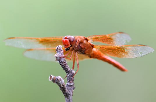 Orange dragonfly sitting on a perch eating an insect in Miller Canyon near Sierra Vista, Arizona