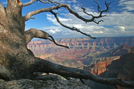 Gnarled Pine on edge of North Rim of Grand Canyon, Arizona