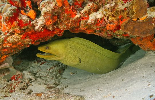 Green Moray (Gymnothorax funebris) hiding under a colorful ledge on a coral reef - Cozumel, Mexico