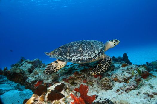 Hawksbill Turtle (Eretmochelys imbricata) swimming over a coral reef - Cozumel, Mexico