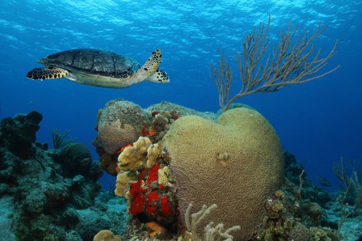 Hawksbill Turtle (Eretmochelys imbricata) swimming next to a brain coral - Cozumel, Mexico