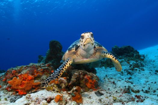 Hawksbill Turtle (Eretmochelys imbricata) pausing to look at camera as it swims over a coral reef - Cozumel, Mexico