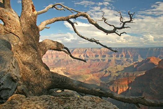 Gnarled Pine Tree on the North Rim of the Grand Canyon - Arizona, United States