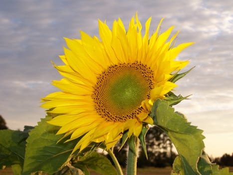 sunflower