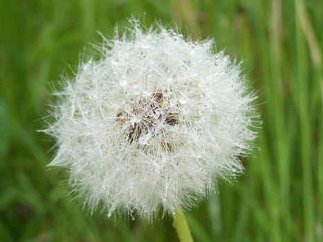 dandelion