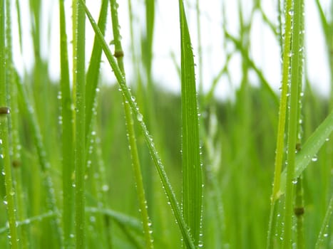 green grass after rain