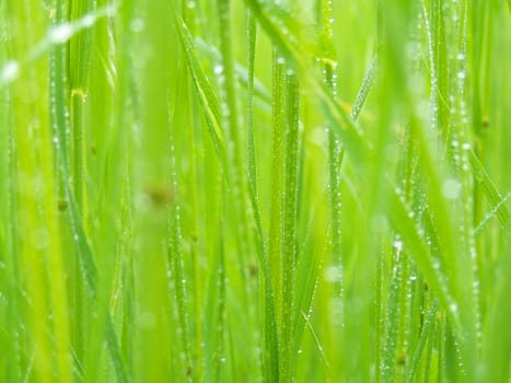 green grass after rain