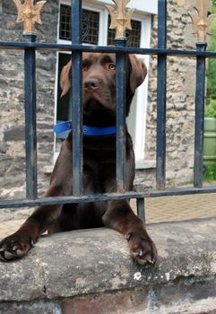 Chocolate brown labrador looking through iron railings waiting for owner to return