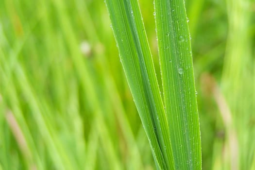 green grass after rain