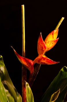 a heliconia flower also known as a lobster claw