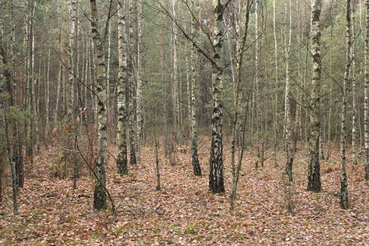 autumn in the forest