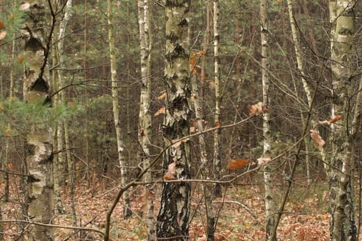 autumn in the forest