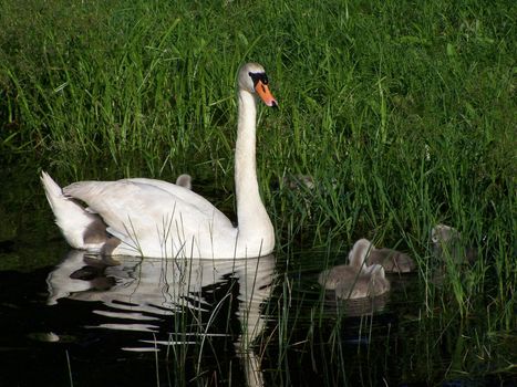 swan family