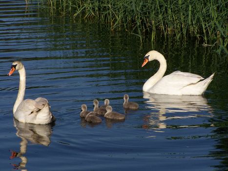 swan family