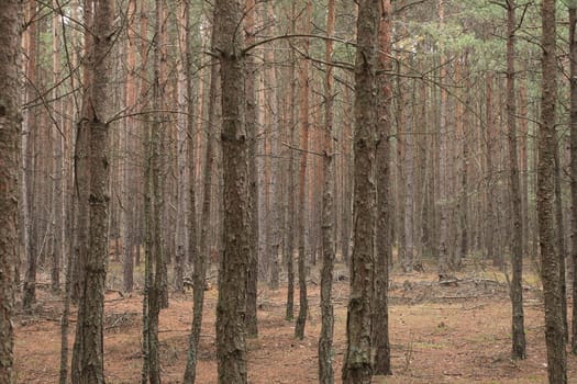 autumn in the forest