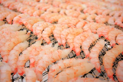 large amount of shrimps is drying in the sun 