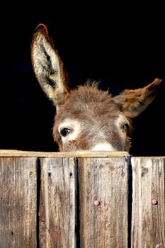 Shy donkey look out of a stable